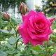 Salauddin Jony