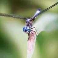 For a Few Dollars More