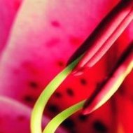 One Flew Over the Cuckoo s Nest