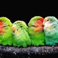 Lock Stock and Two Smoking Barrels