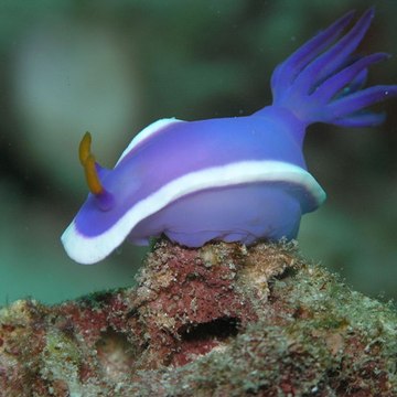 Leszinconnus