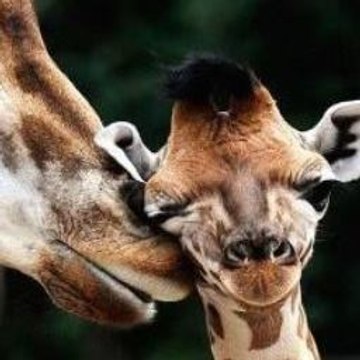 Galinha Pintadinha E Peppa Pig