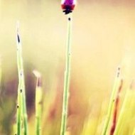 I Peppa Pig In Italiano