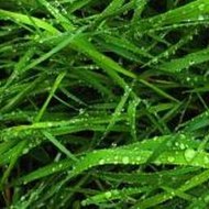 Peppa Pig Listens To