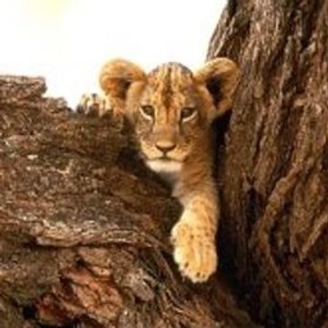 Peppa Pig Learns Numbers