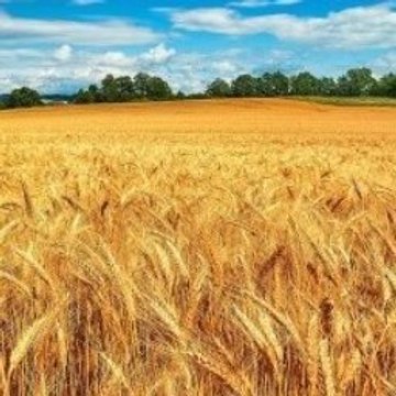 Peppa Pig Rebecca Rabbit