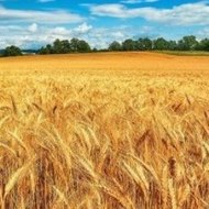 Peppa Pig Rebecca Rabbit