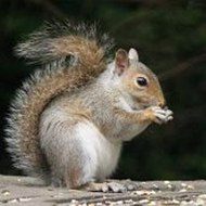 Peppa Pig Under The Sea