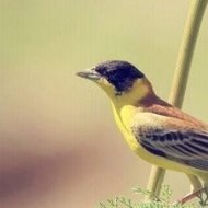 Capitulo 1 Peppa Pig