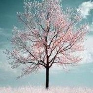 Peppa Pig 2015 English