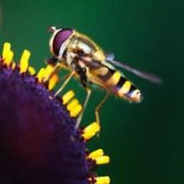 Minecraft Girlfriend Mod