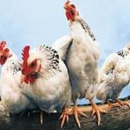 E.T Minecraft Parody