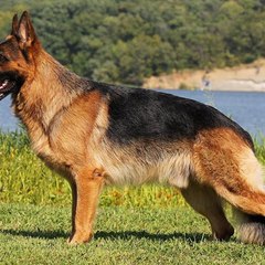 German Shepherd