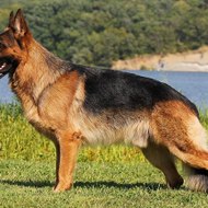 German Shepherd