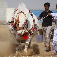 Cow Mandi (Eid ul Azha Festival)