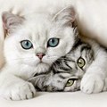 Funy animals