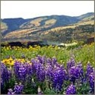 Galinha Pintadinha E Peppa Pig