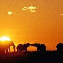 I Animals