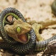 JackquelineThibodeau Sport