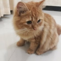 Kumpulan Video Kucing Lucu