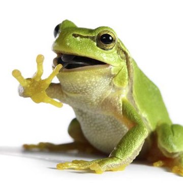 katak indigo