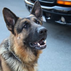 Возвращение Мухтара