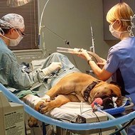 Veterinary Surgery
