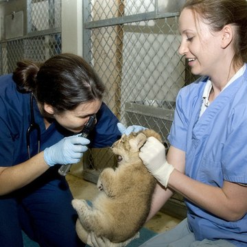 Veterinary Pathology