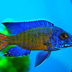 CiclidUaru