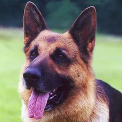Texas Big German Shepherds