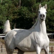 SH Iberic Arabians France