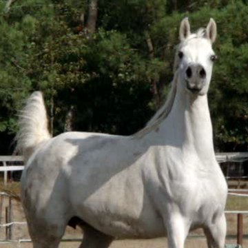 SH Iberic Arabians France