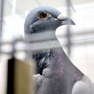 мохнатый chlenикс