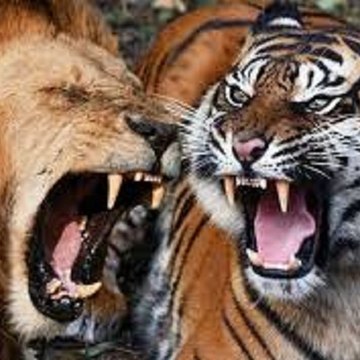 DUEL ANIMAL