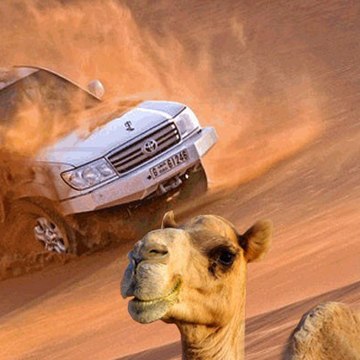 Desert Safari Tours