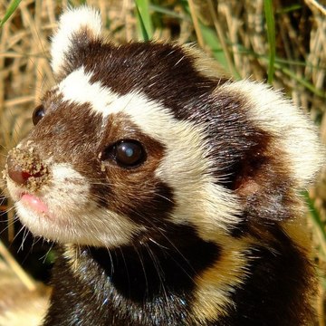 Peregusna