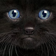 Talking Kitty