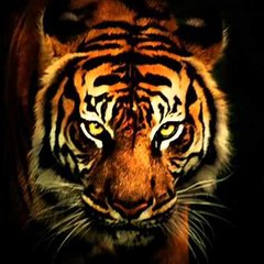 Animal Nature