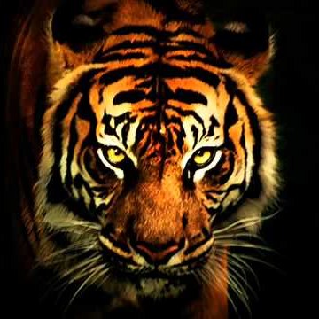 Animal Nature