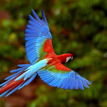 Birds Lover