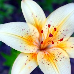 Lilieni