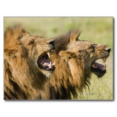 LION WORLD
