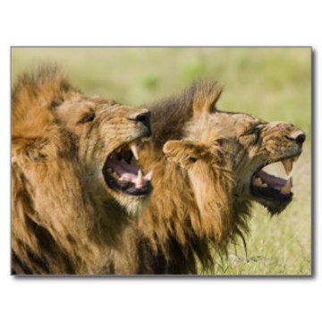 LION WORLD