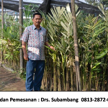 Bibit Salak Ade