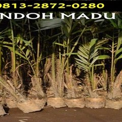 Bibit salak pondoh deny