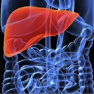 Alcohol and Liver Damage