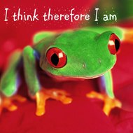 Froggie TheRogue