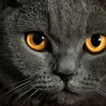 Tom Cat