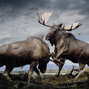 Wild Animal Zone