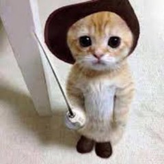 Funny Animals